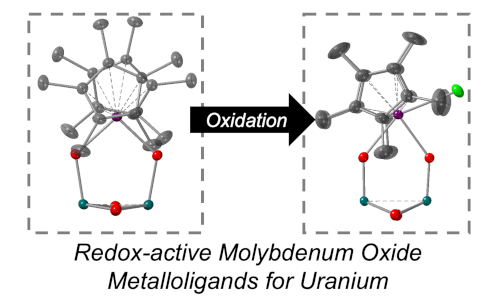 Synthesis and characterization of a low-valent uranium complex supported by a redox-active molybdenum oxide metalloligand